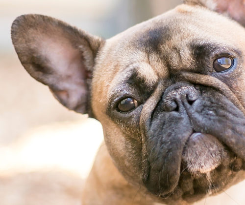 french-bulldogs-skin_banner