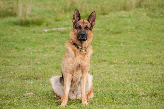 Degenerative Myelopathy Risks in German Shepherds | Sleepy Hollow, NY ...