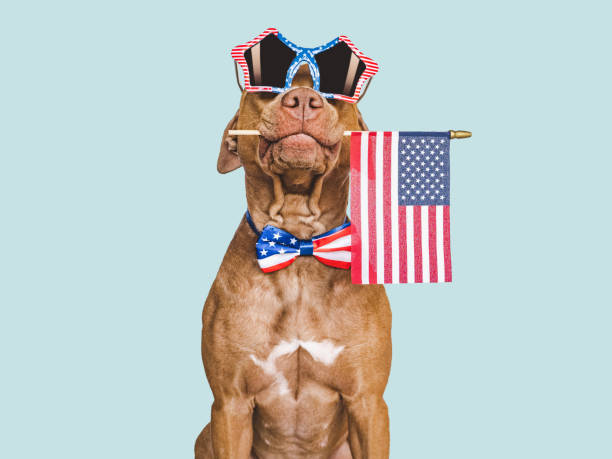 Fireworks and Pets: Tips for Keeping Pets Calm and Safe During Fourth of July Fireworks