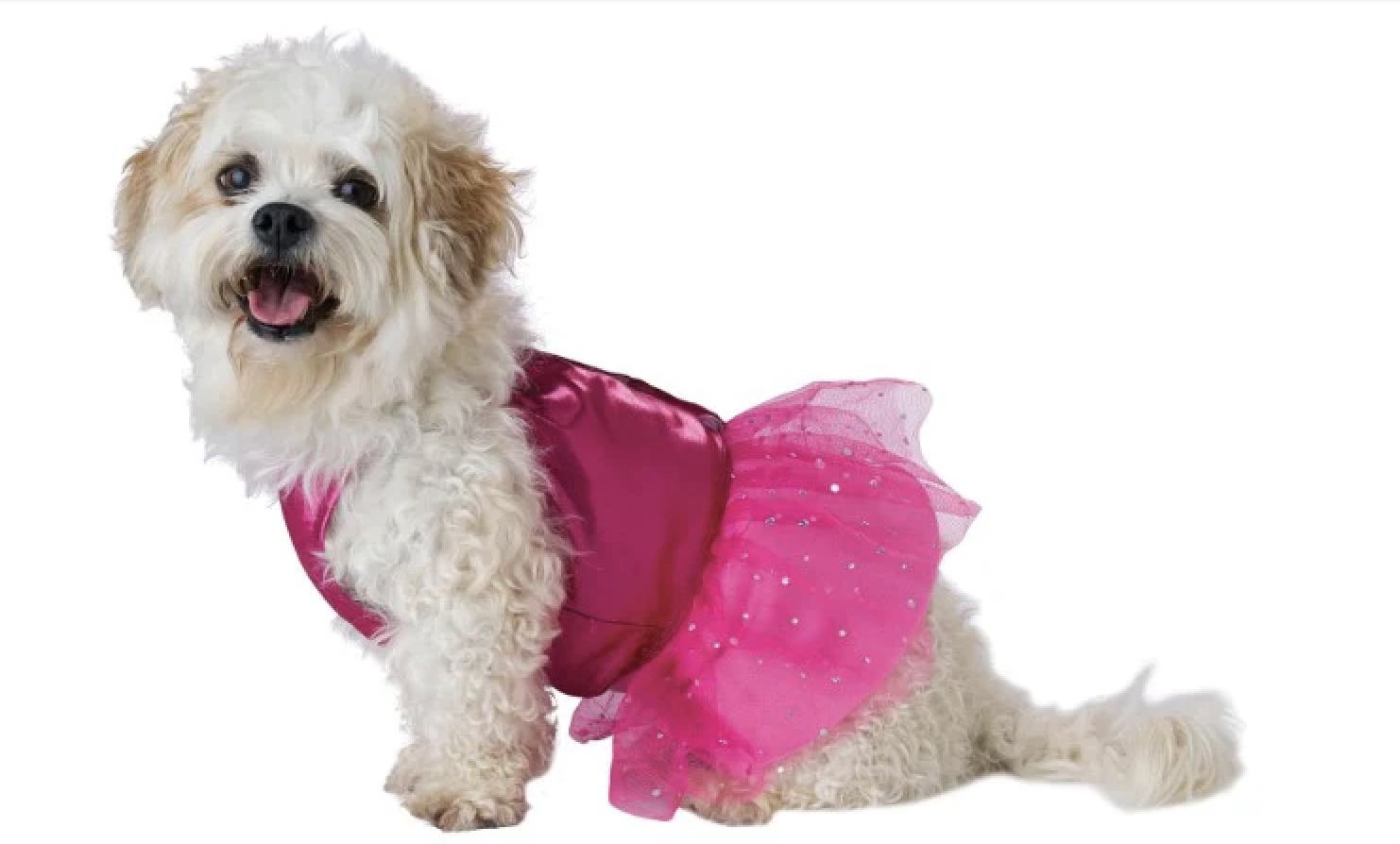 Halloween Costumes for Pets: Top 10 Trendy Pet Costumes & Safety Tips