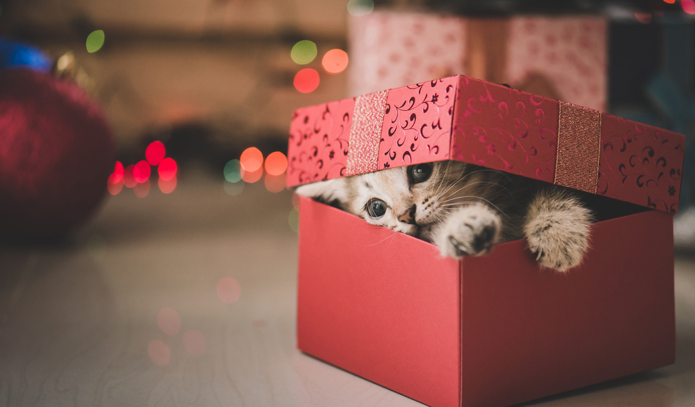 Gifting Pets Responsibly: Important Considerations Before Giving a Pet for the Holidays